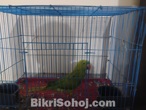 Ringneck Parrot Female